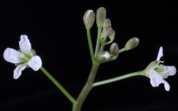 Cardamine pachyphylla. Inflorescence with buds and open flowers.
 Image: P.B. Heenan © Landcare Research 2019 CC BY 3.0 NZ